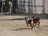 Golden Rabbit European Sandtrack-Derby Th. Ernst (143)